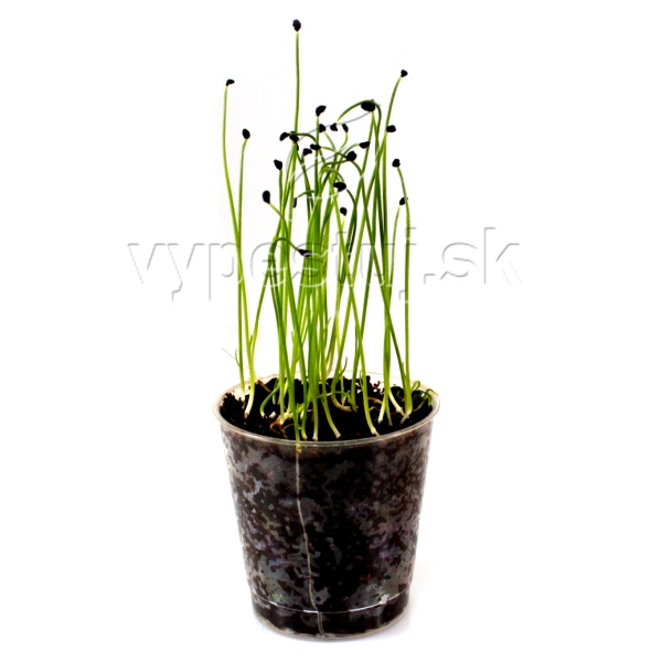 Pór semená na klíčenie a mikrozeleninu 20g